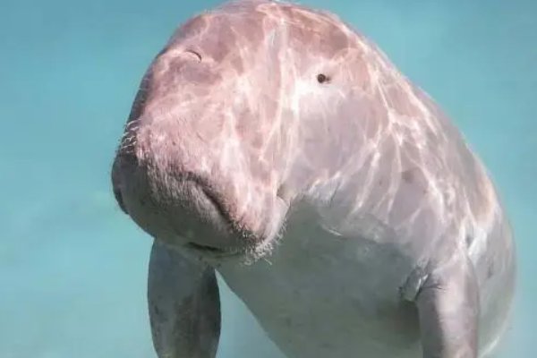 美人鱼是指哪种鱼