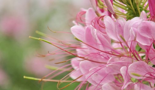 春心荡漾是什么意思？