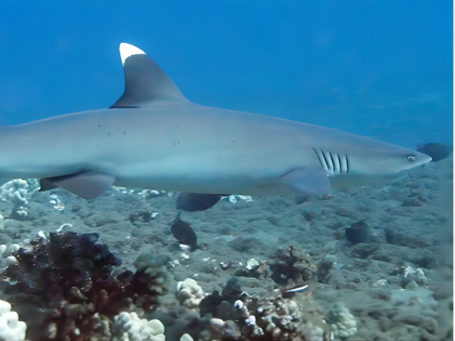 世界上最小的鲨鱼