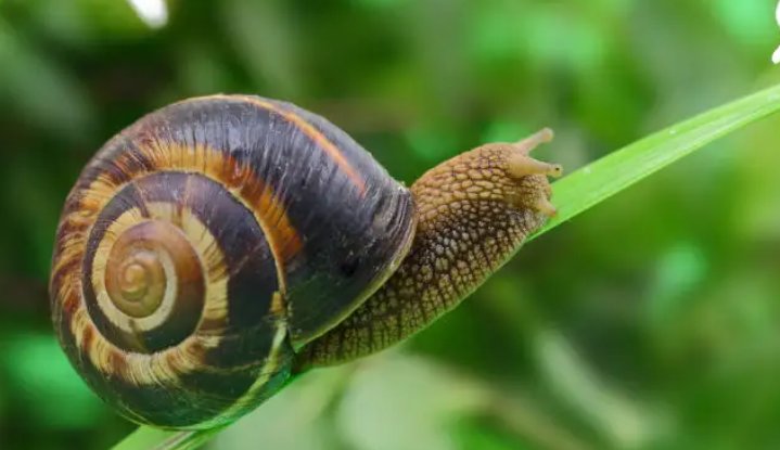 蜗牛会吸血吗