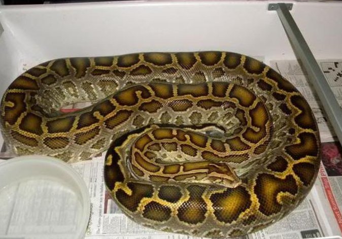 中国最大的蛇是什么蛇？