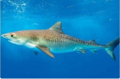 十大变异鲨鱼有那些？