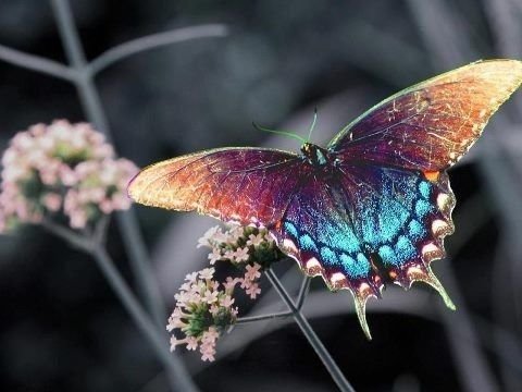 儿歌 蝴蝶蝴蝶生的真美丽……飞到东飞到西