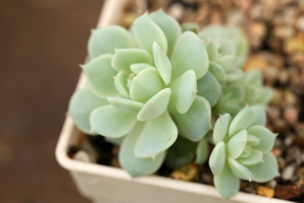 怎样种植多肉多海棠？