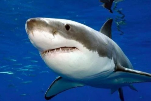 十大变异鲨鱼有那些？