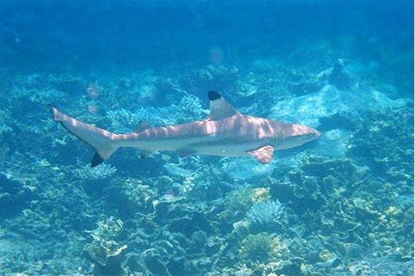 十大变异鲨鱼有那些？