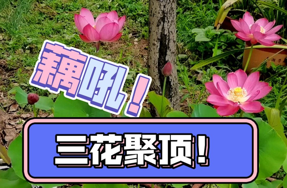 三花聚顶是什么意思