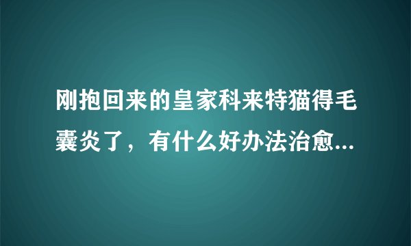 刚抱回来的皇家科来特猫得毛囊炎了，有什么好办法治愈宠物吗？