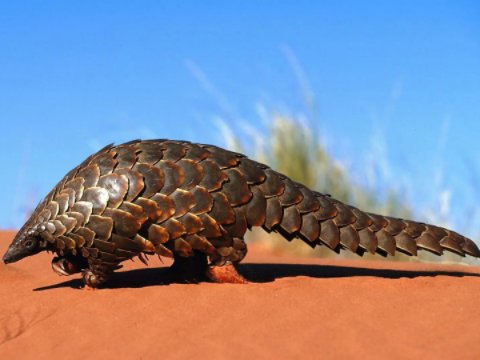 海胆和穿山甲这两种生物,哪个有锋利的牙齿?
