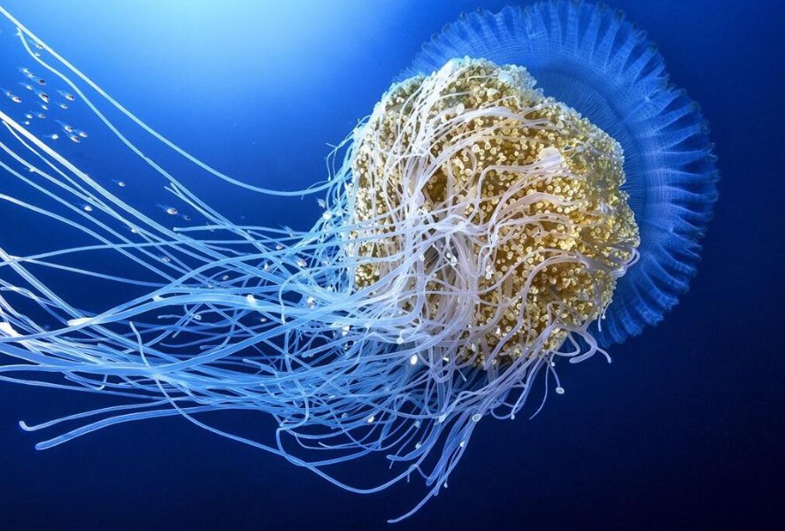 猜一猜以下哪种海洋动物没有大脑和心脏