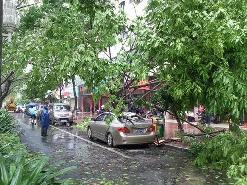 大风突袭沈阳,倒了近300棵树,此次极端天气是如何形成的?