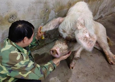 猪坚强去世，原主人如何回应？