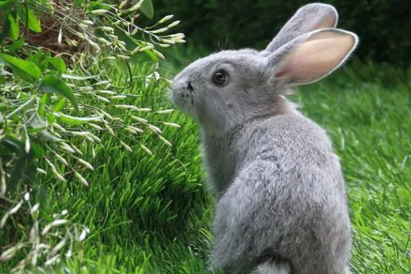 晚年守寡的5个属相