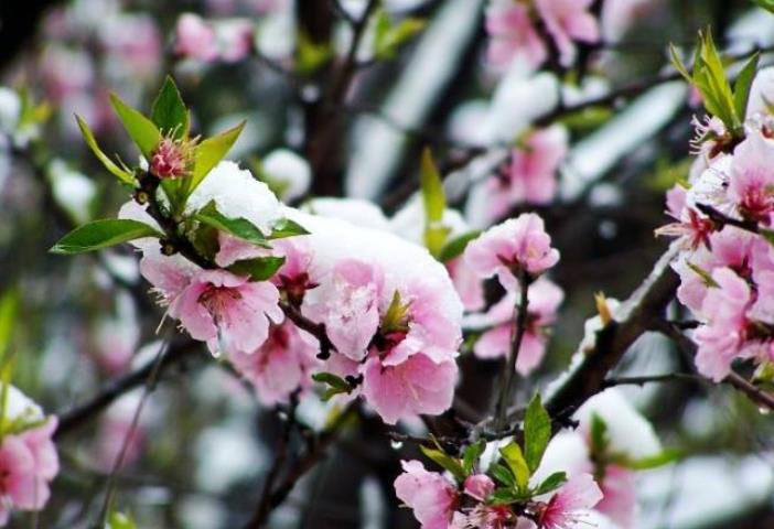 三月桃花雪的意思是什么？