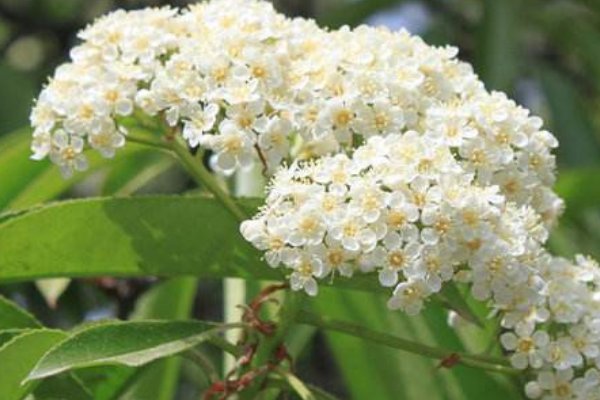 石楠花为什么叫流氓花