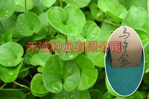 马蹄筋的形态特征