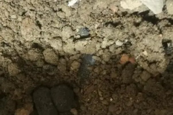 探究光对鼠妇的影响