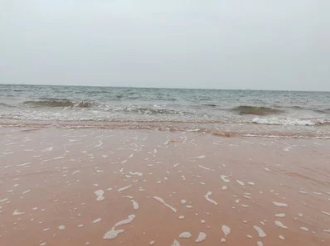 烟台大风过后海肠遍布沙滩，千人赶海，这是否为大自然是对人类最好的馈赠