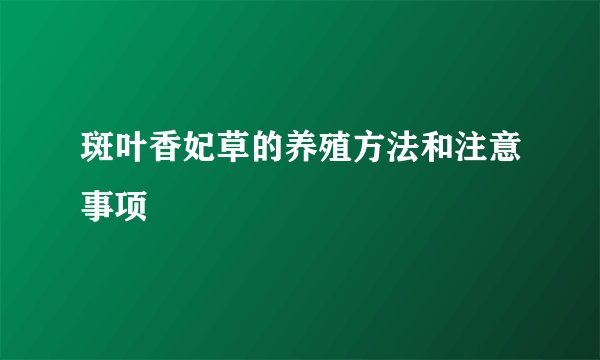 斑叶香妃草的养殖方法和注意事项