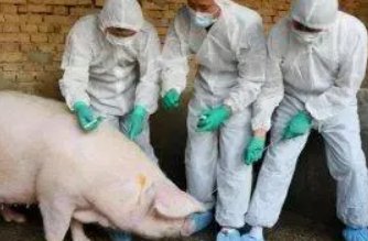 我国发现新型重组猪流感病毒，该病毒的传播率有多高？