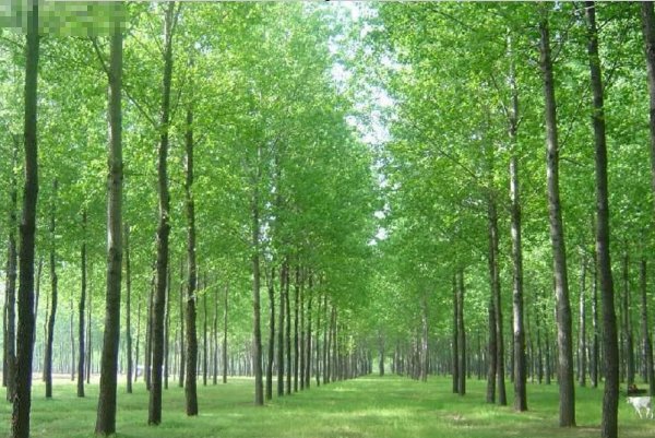 杨树和柳树有什么区别？