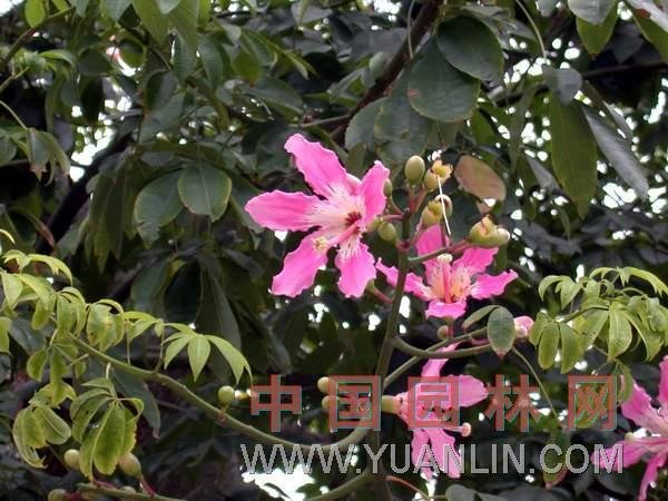 美人树是什么树？