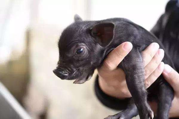 这是牛杂交的吧！世界上最大的野猪究竟有多大？