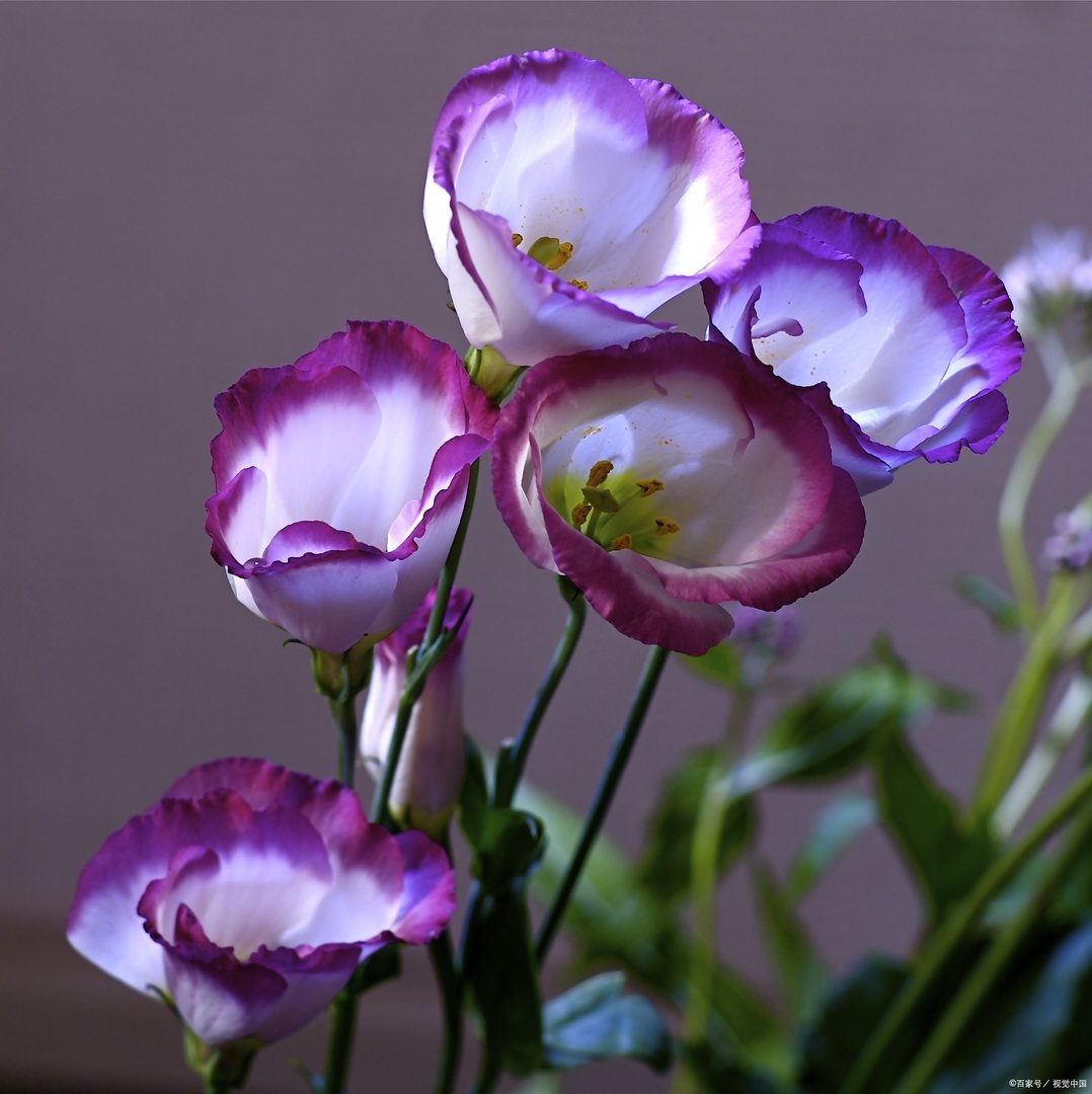 盆栽的芍药出芽了，当前怎样管理才能促进它生长开花且花大色艳呢？