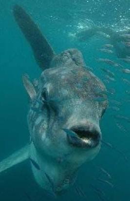 “沉鱼落雁”猜个动物？