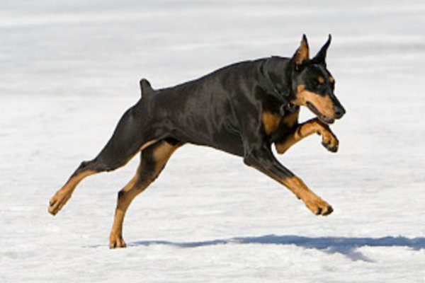 犬和狗有什么区别