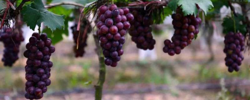 葡萄可以做什么