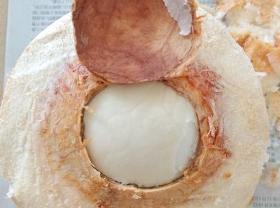 带皮的椰子，那最外面的那层皮应该怎样去掉呢？