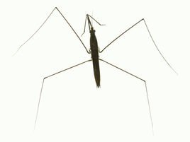 水黾有毒吗它会咬人吗？