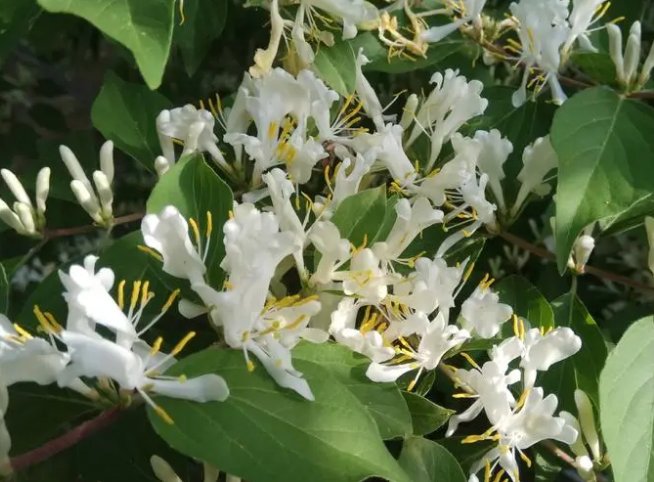 神仙叶子树的真名