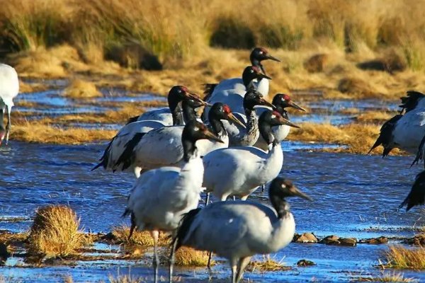 自然保护区的“三区”是指哪三区? a. 核心区 b. 集中区 c. 缓冲区 d. 实