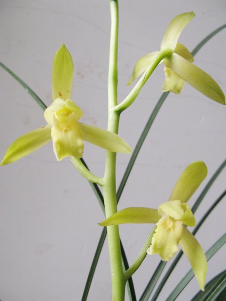 金黄素的功能主治