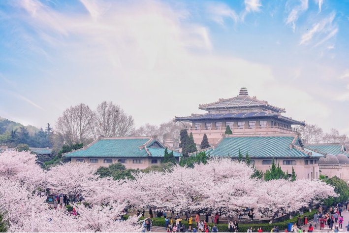 武汉大学看樱花怎么预约2023