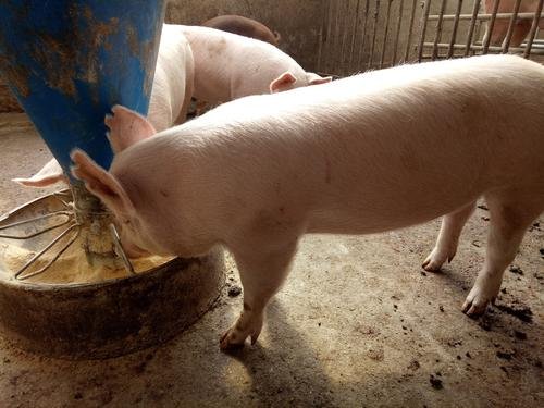 大白猪就是大约克猪吗?