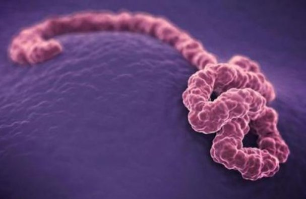 埃博拉可比新冠病毒猛太多了，为何埃博拉病毒有一个别称：内脏绞肉机？