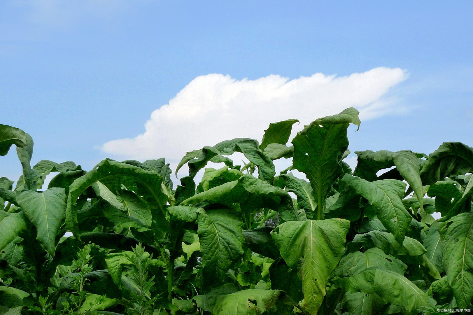 为什么重庆烟草网上订烟只能订一条？