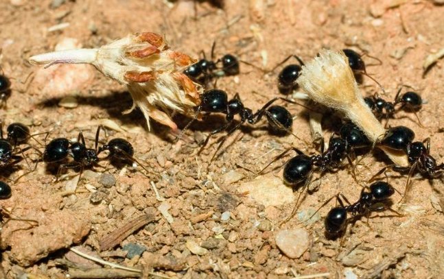 蚂蚁为什么那么团结？