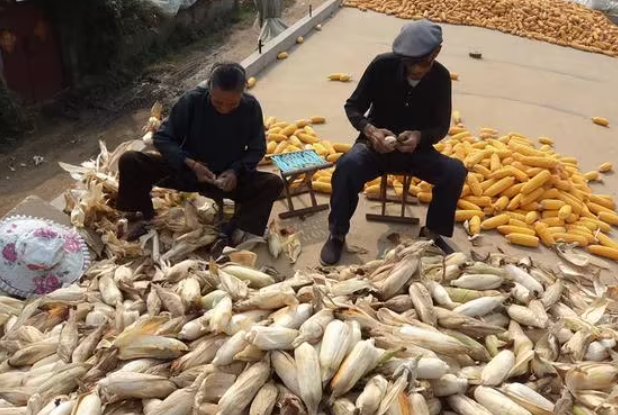 女孩帮爷爷奶奶收秋，整袋玉米艰难抡上肩，你为爷爷奶奶做过哪些暖心之举？