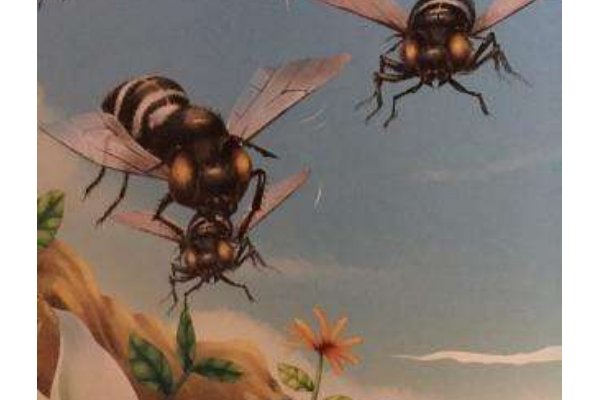 捕蝇蜂是如何捕捉苍蝇的