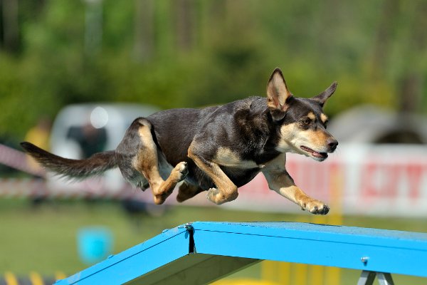 犬和狗有什么区别