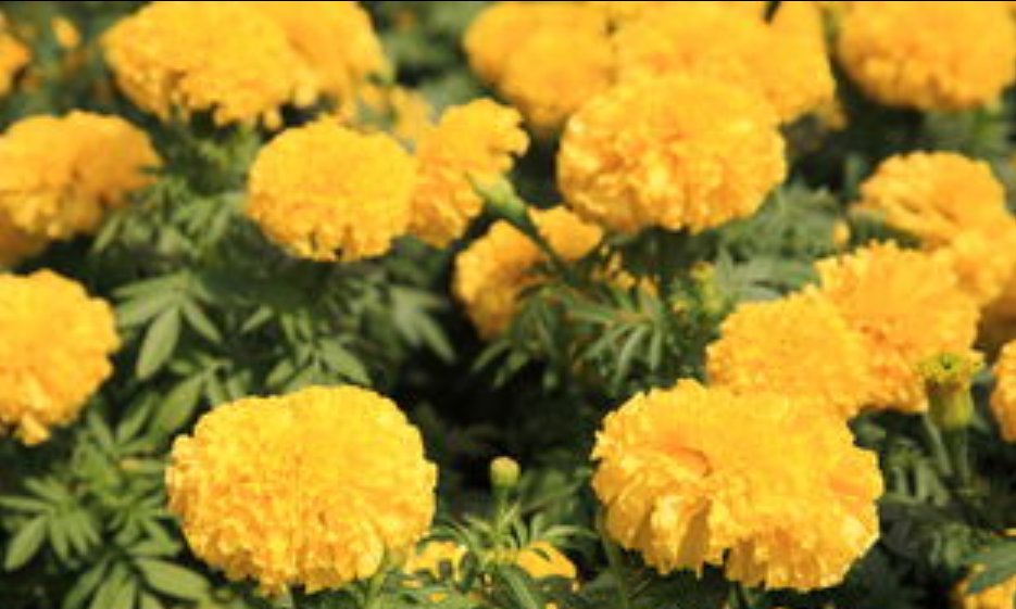 什么花在不同的时间开放?