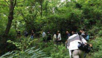 陕西秦岭发现“野生猕猴桃树王”，专家考察后对此有何表示？