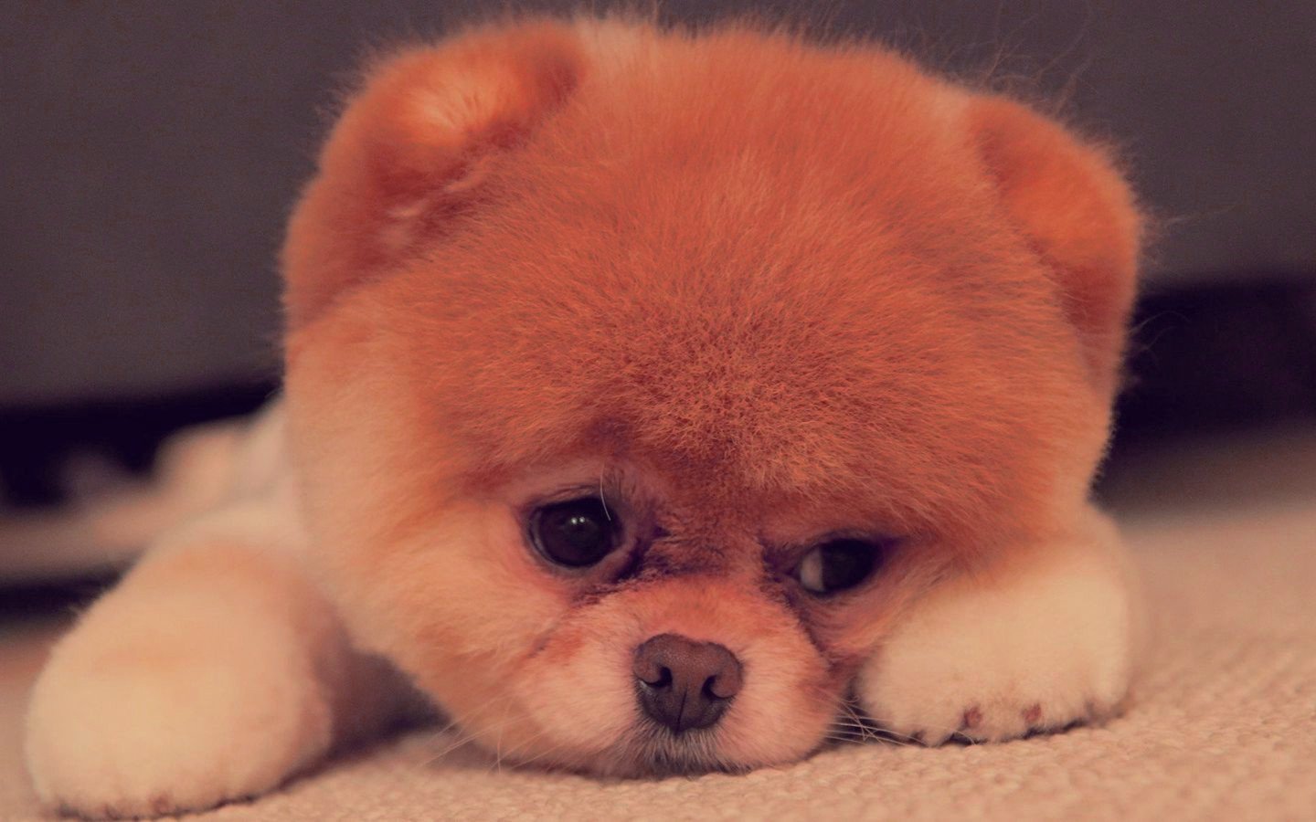 狗喉咙卡了东西不管会怎么样？