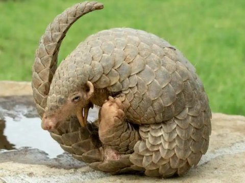 海胆和穿山甲这两种生物,哪个有锋利的牙齿?