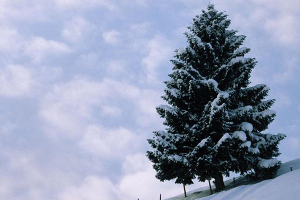 雪松有什么特点啊