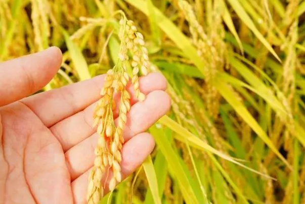 手抄报袁隆平简单字又少